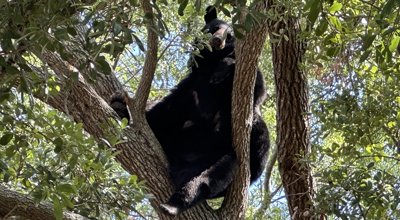 Bear caught on camer on tree in Tampa
