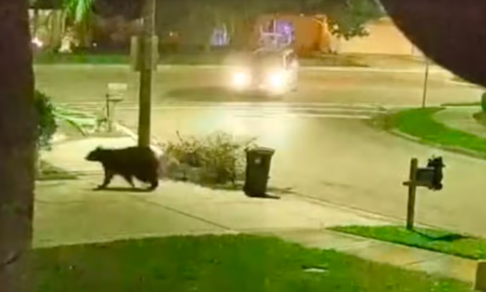 Bear caught on video in Oldsmar Tampa